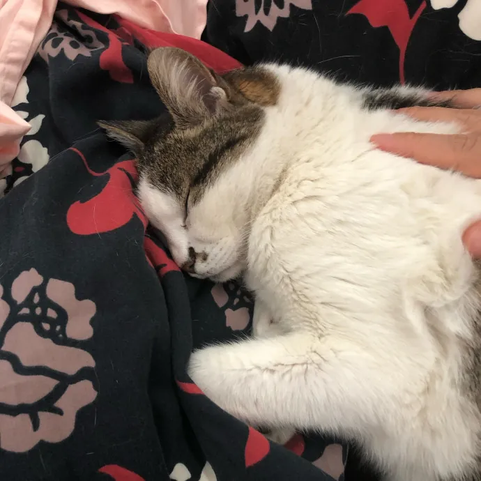 The Catnap Club