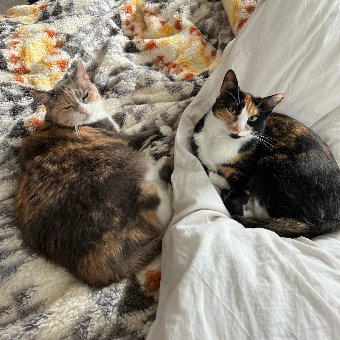 The Catnap Club