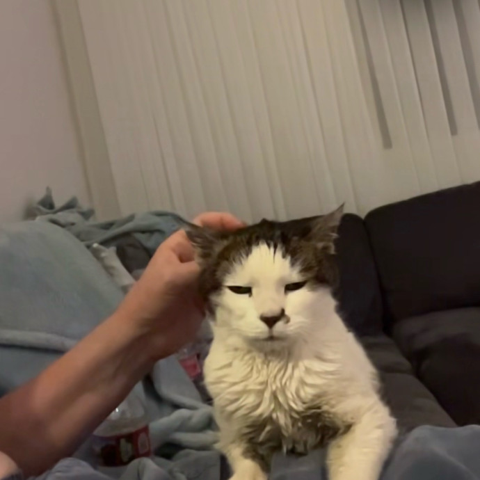 The Catnap Club