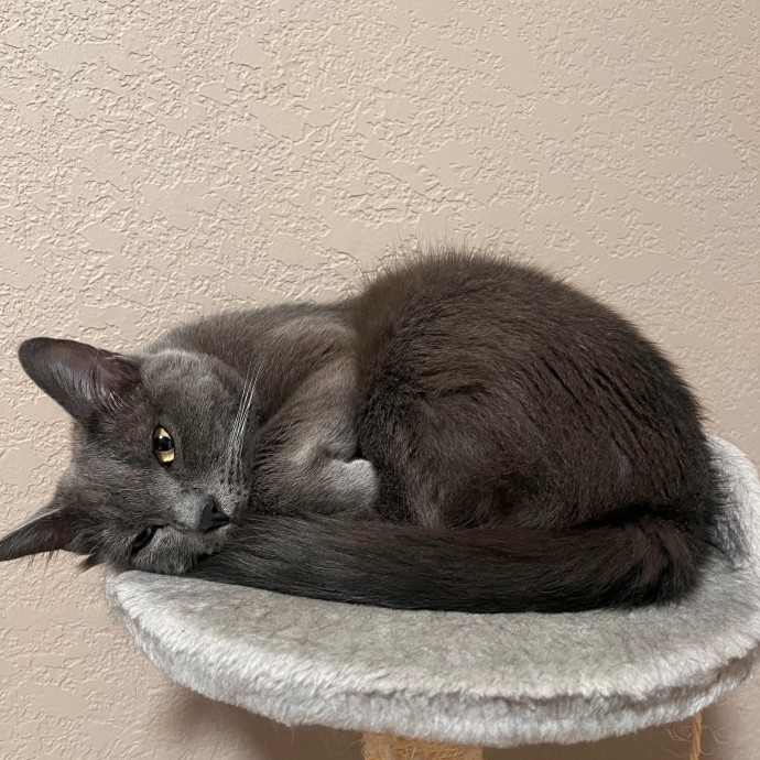 Tiffany's Cat Sitting Service photo 3