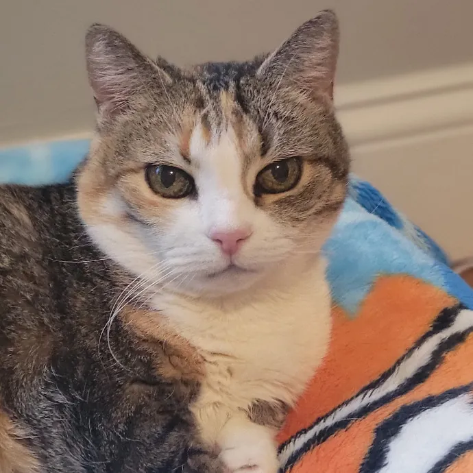 Professional Sitter Since 2017