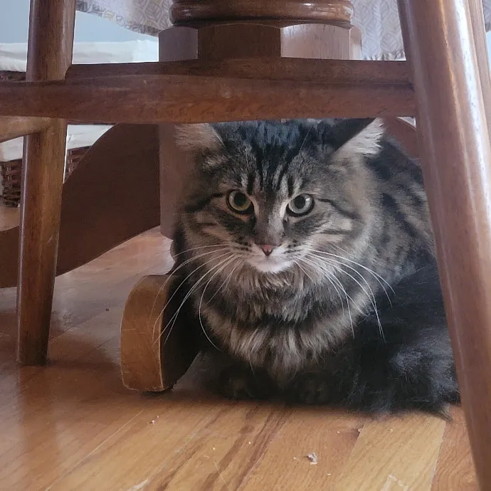 Professional Sitter Since 2017