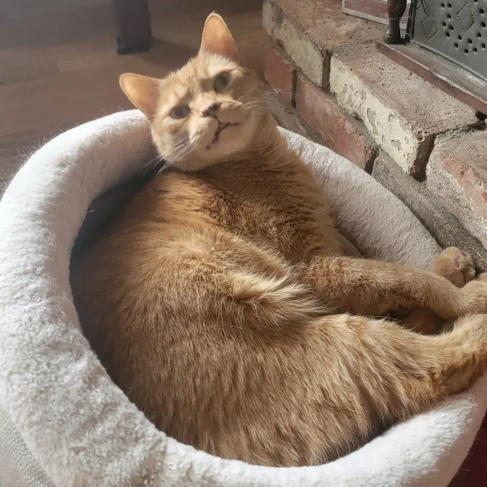 Professional Sitter Since 2017