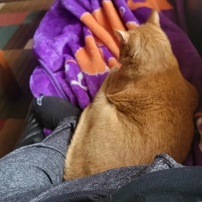 Professional Sitter Since 2017