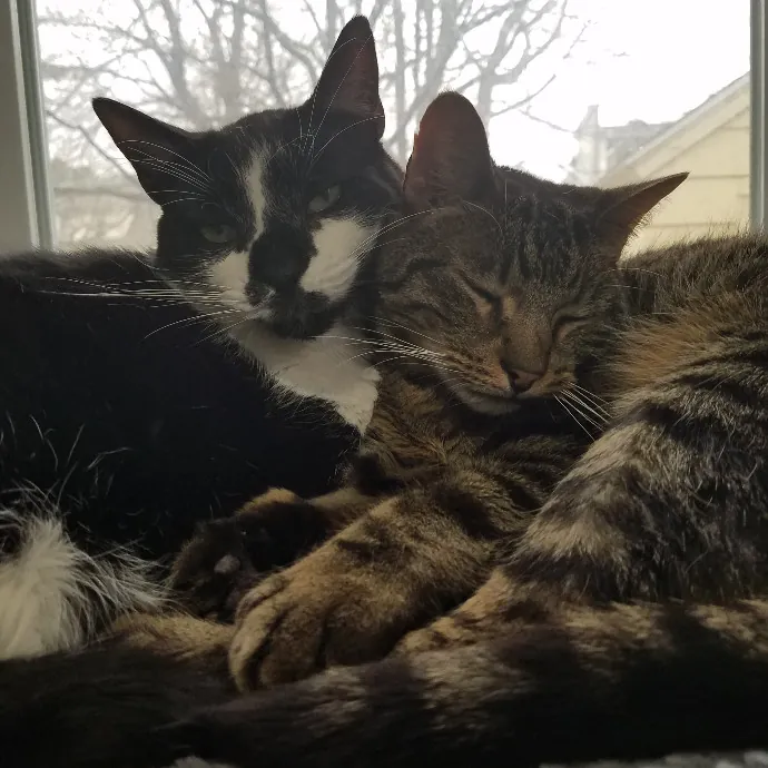 Professional Sitter Since 2017