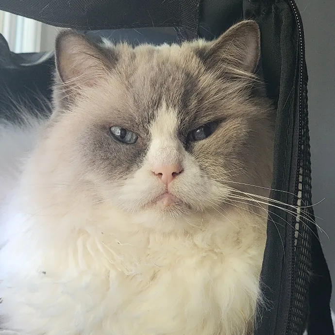 Professional Sitter Since 2017