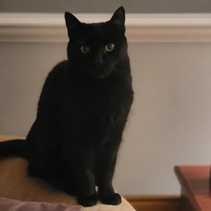 Professional Sitter Since 2017