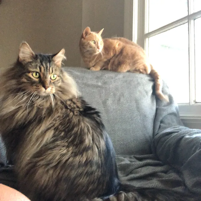 Professional Sitter Since 2017