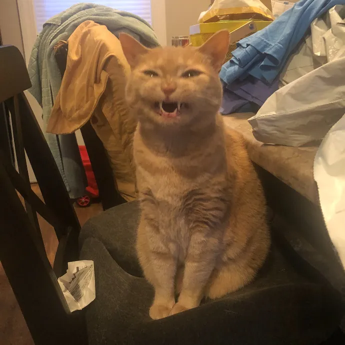 Professional Sitter Since 2017