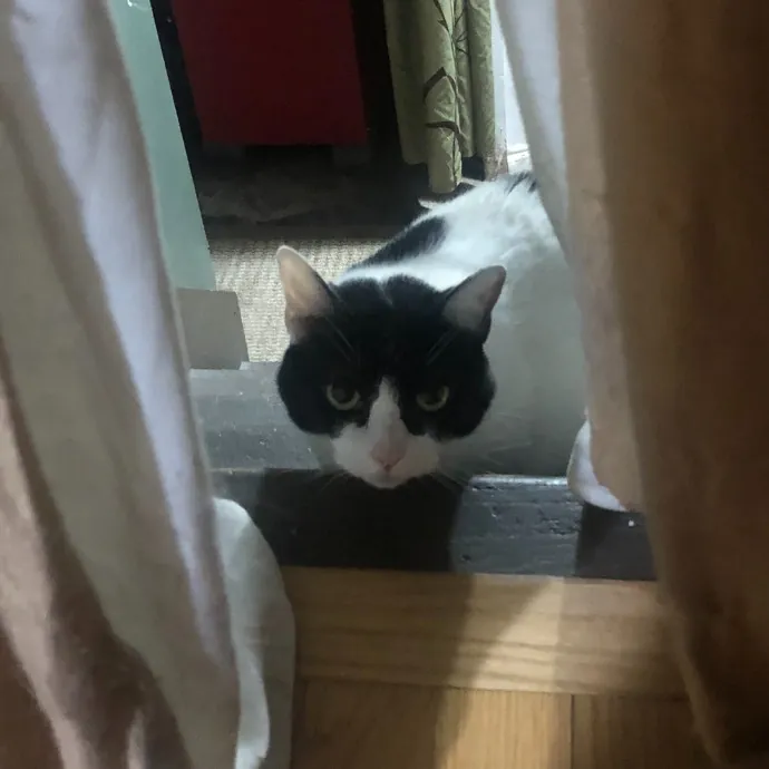 Professional Sitter Since 2017