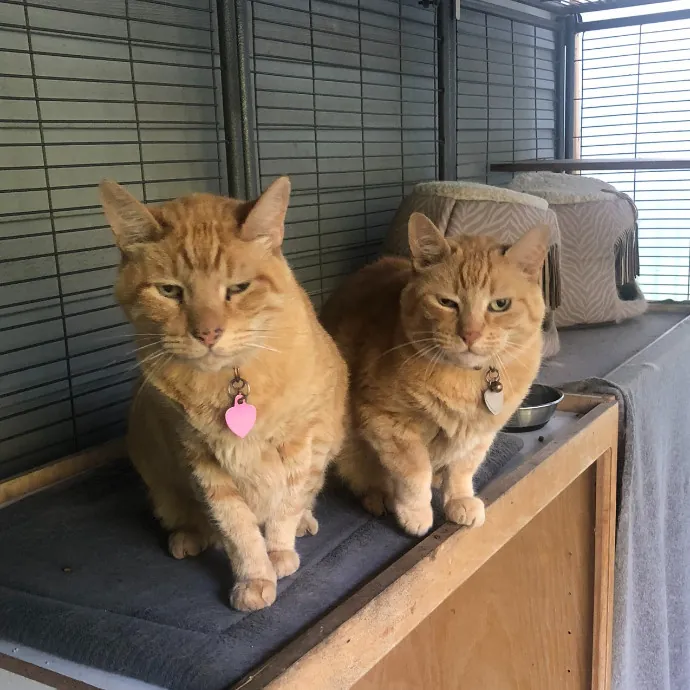 Professional Sitter Since 2017