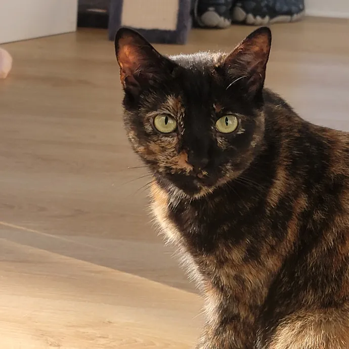 Professional Sitter Since 2017