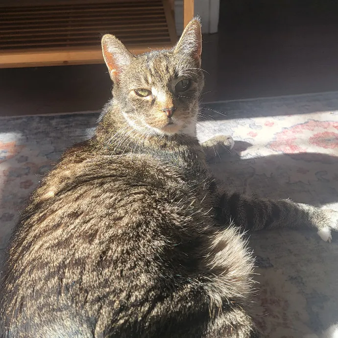 Professional Sitter Since 2017