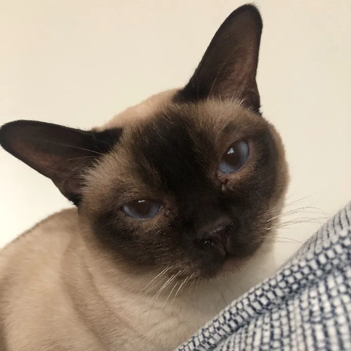 Professional Sitter Since 2017