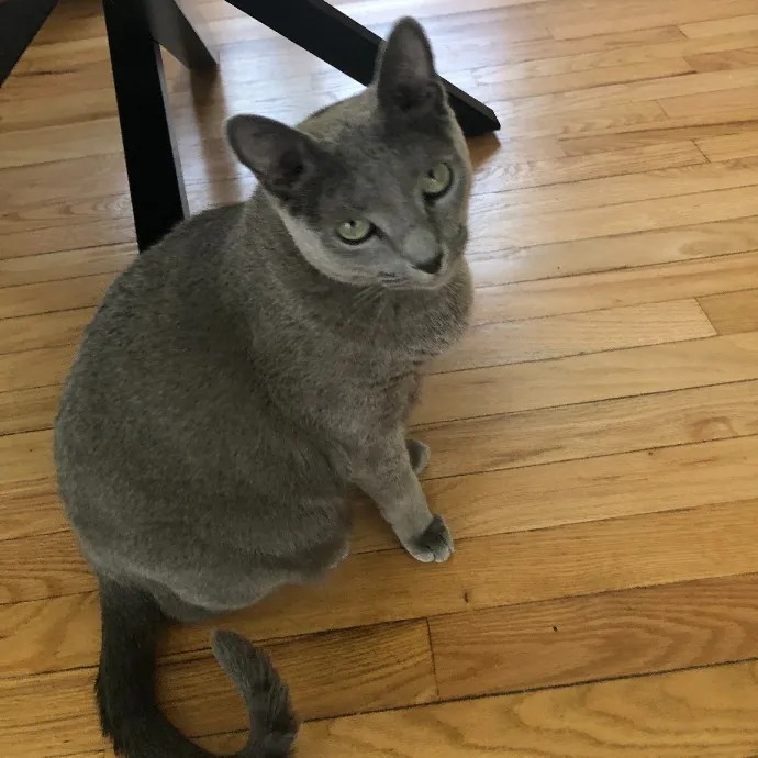 Professional Sitter Since 2017