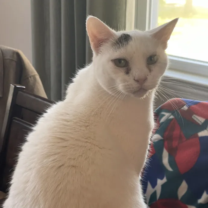 Cat D.