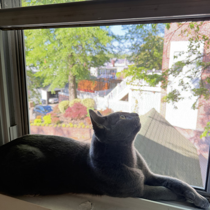 Detail-Oriented Care For Your Cat