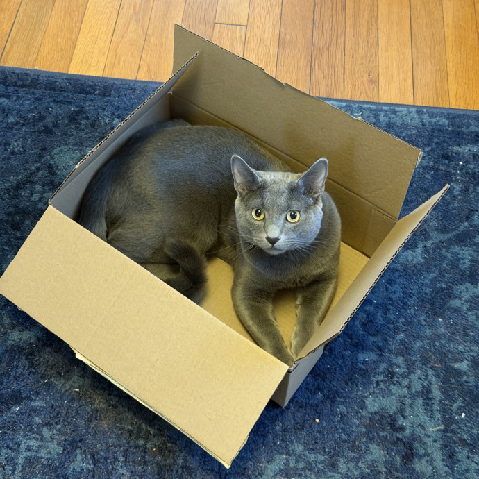Detail-Oriented Care For Your Cat photo 3
