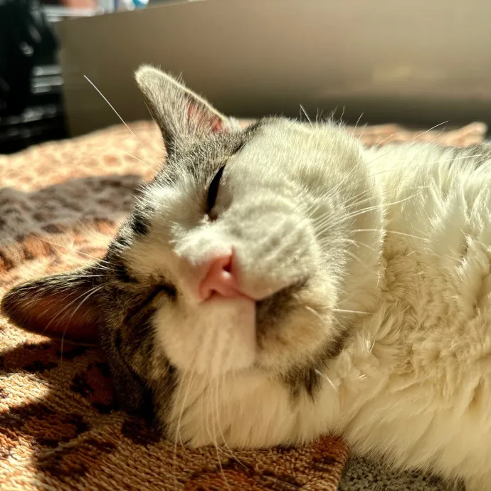 Dedicated Foster And Cat Sitter