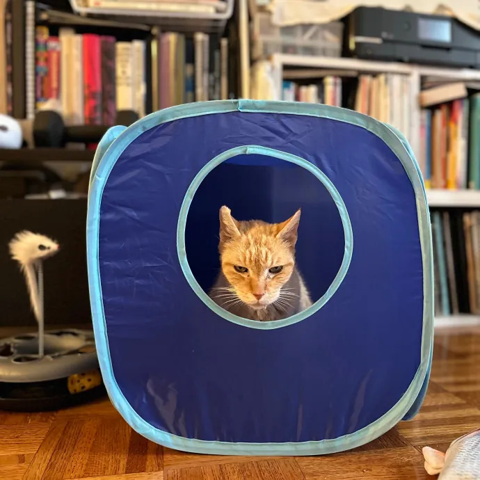 Dedicated Foster And Cat Sitter photo 2