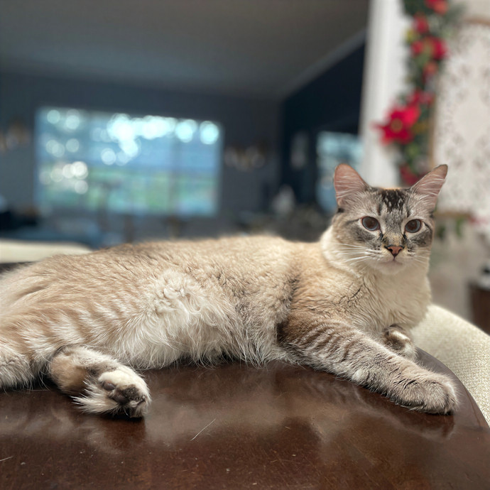 Kelly's Pawesome Cat Sitting