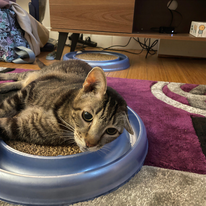 Kelly's Pawesome Cat Sitting