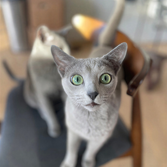 Kelly's Pawesome Cat Sitting