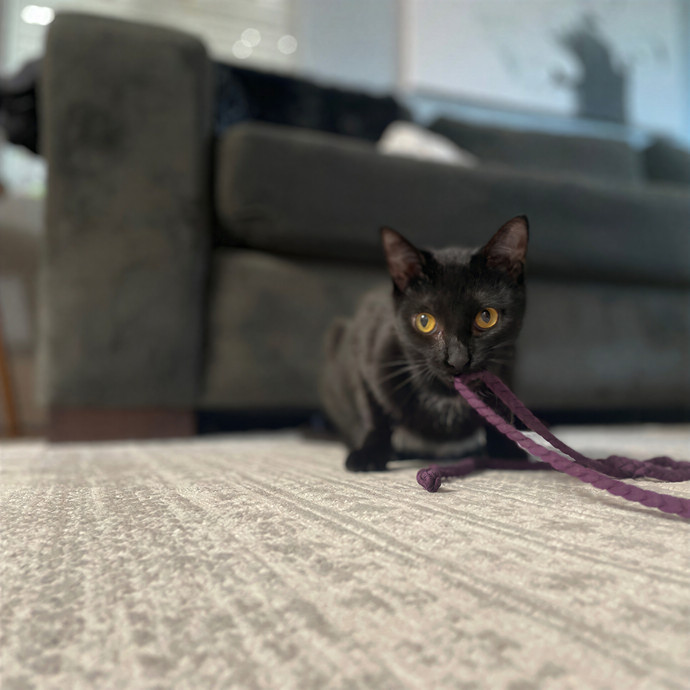Kelly's Pawesome Cat Sitting