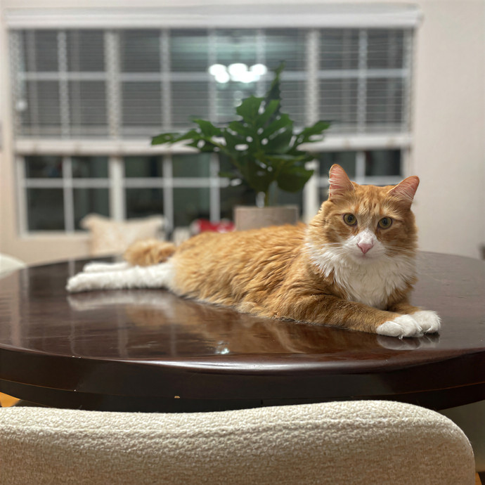 Kelly's Pawesome Cat Sitting