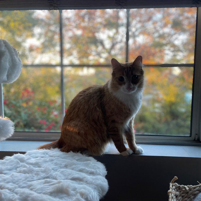 Kelly's Pawesome Cat Sitting