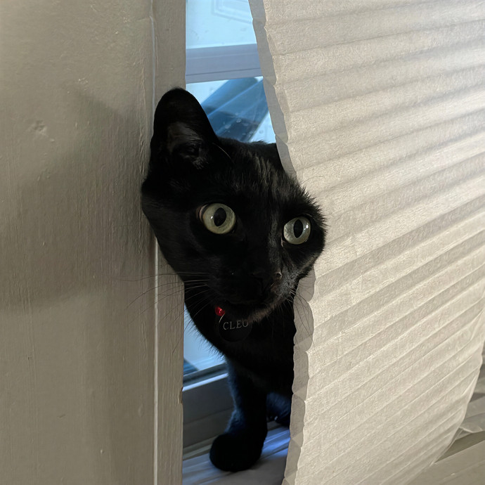 Kelly's Pawesome Cat Sitting