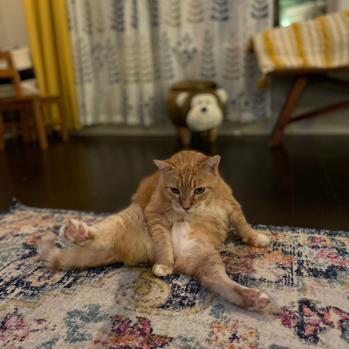 Kelly's Pawesome Cat Sitting