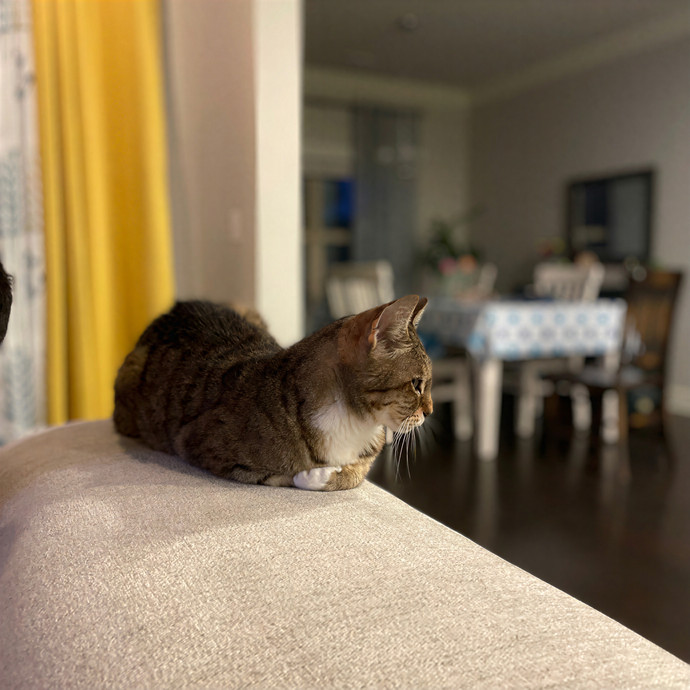 Kelly's Pawesome Cat Sitting