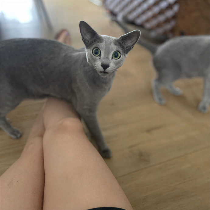 Kelly's Pawesome Cat Sitting photo 2
