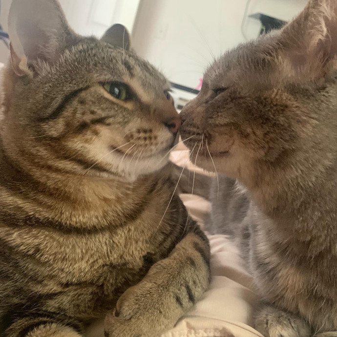 Caring For Your Furry Friends photo 3