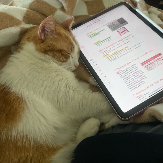 Cat Caretaker
