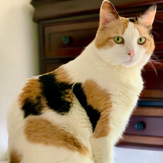 The Cat's Meow With Sonya