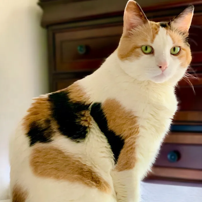 The Cat's Meow With Sonya