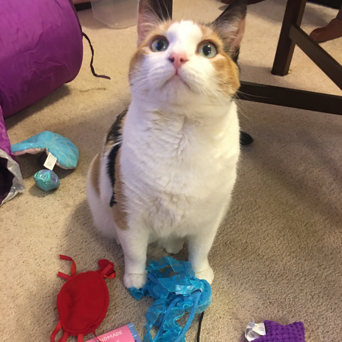 The Cat's Meow With Sonya