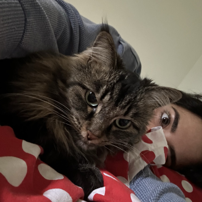 Gentle Cat Sitter photo 2
