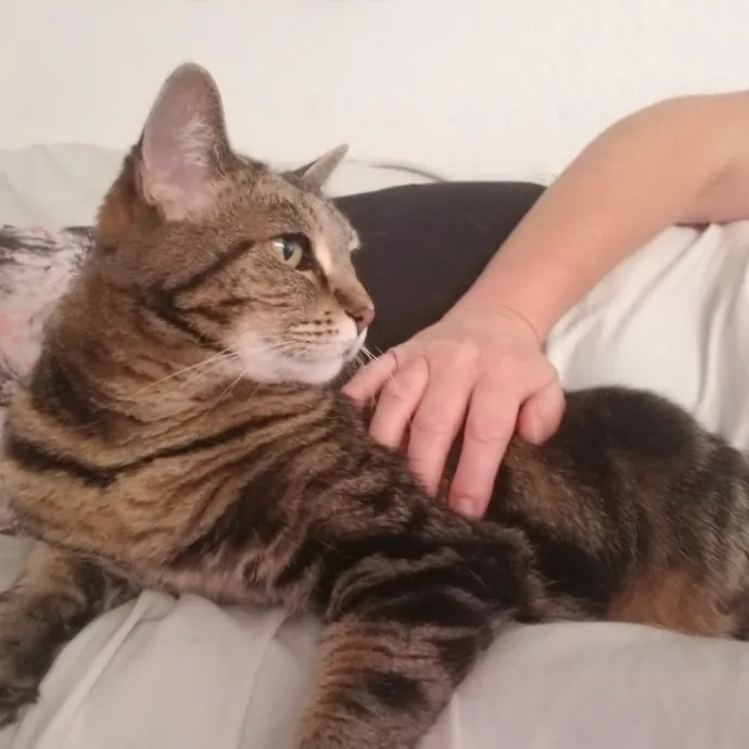 Reliable Solo Female Cat Lover