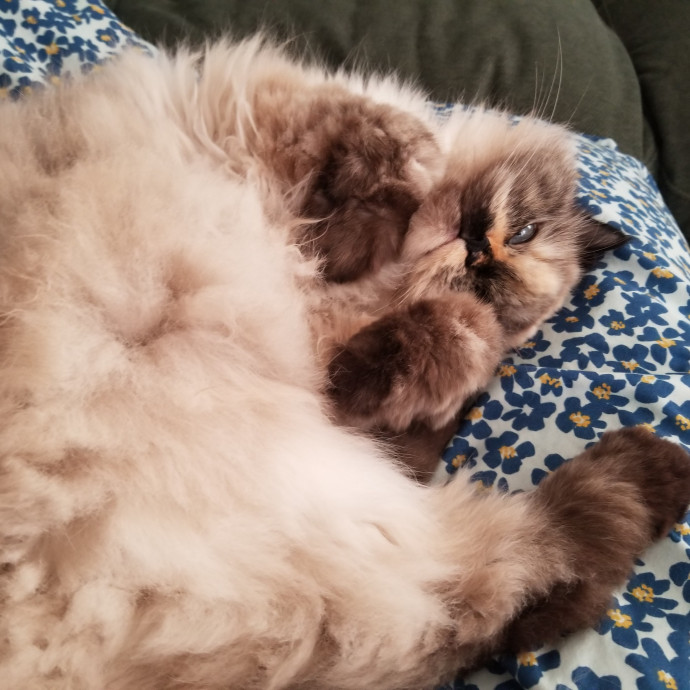 Reliable Solo Female Cat Lover