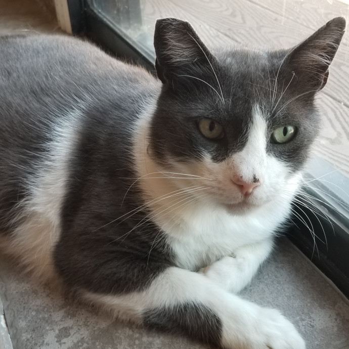 Reliable Solo Female Cat Lover