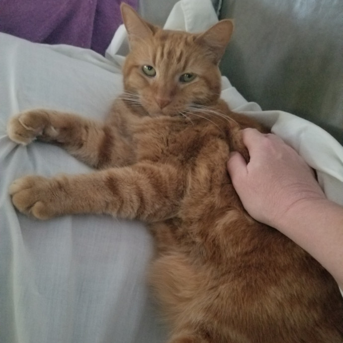 Reliable Solo Female Cat Lover
