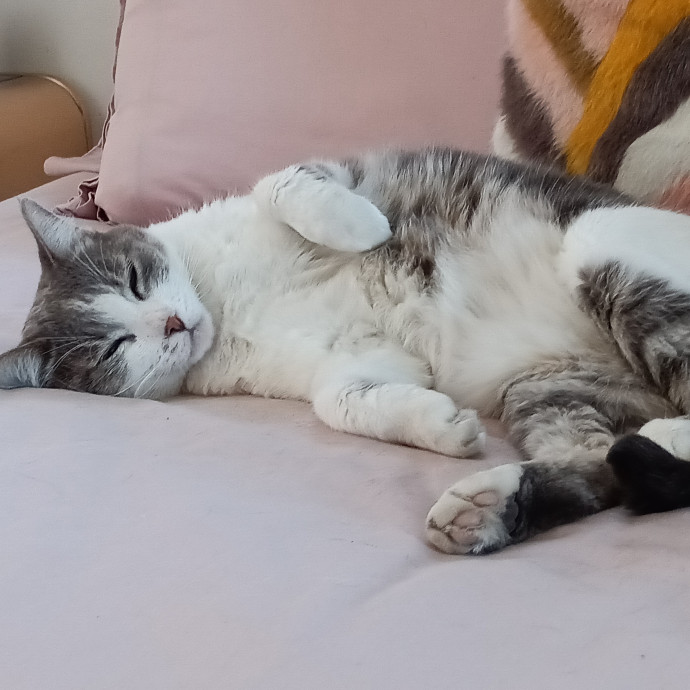 Reliable Solo Female Cat Lover