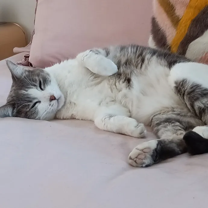 Reliable Solo Female Cat Lover