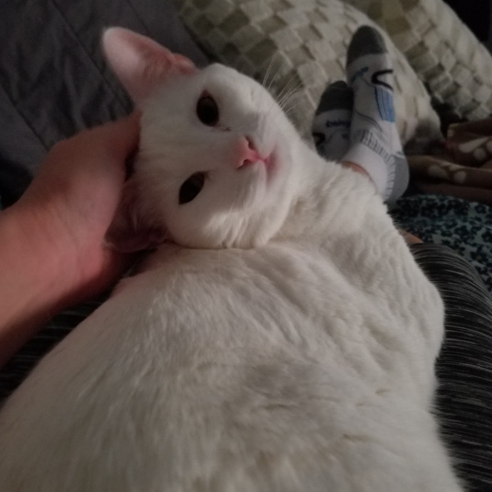 Reliable Solo Female Cat Lover