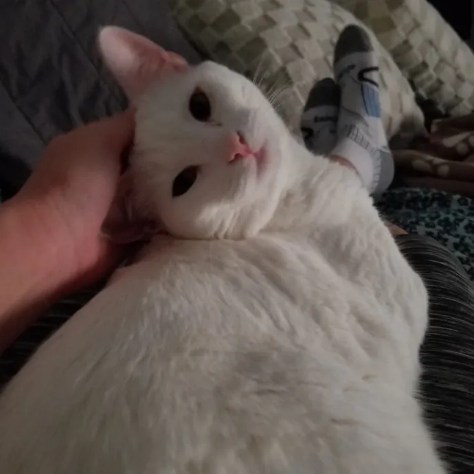 Reliable Solo Female Cat Lover