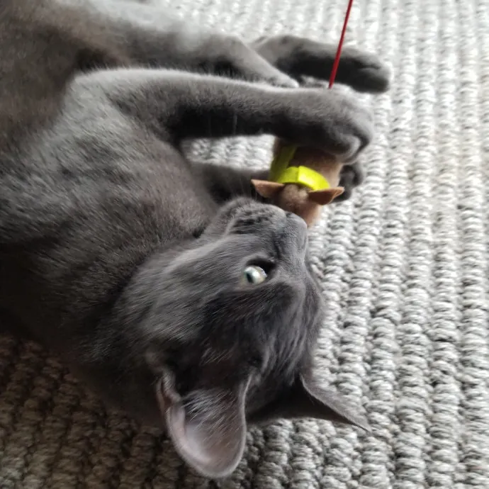 Reliable Solo Female Cat Lover