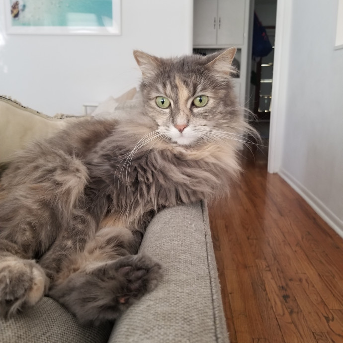Reliable Solo Female Cat Lover